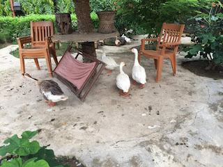 tachuna Rajbari-Heritage Hotel-Weekend Trip - Haunted Rajbari-Itachuna Rajbari Food Tariff tachuna Rajbari-Heritage Hotel-Weekend Trip - Haunted Rajbari-Itachuna Rajbari Food Tariff